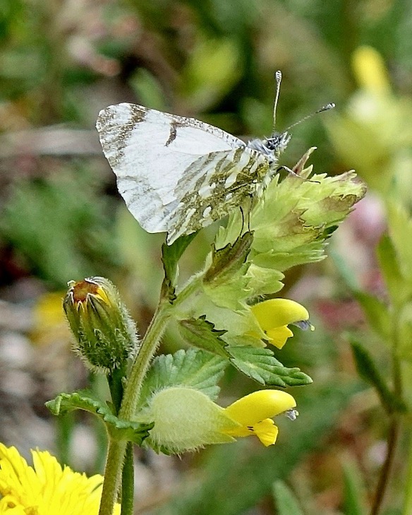 mountain dappled white